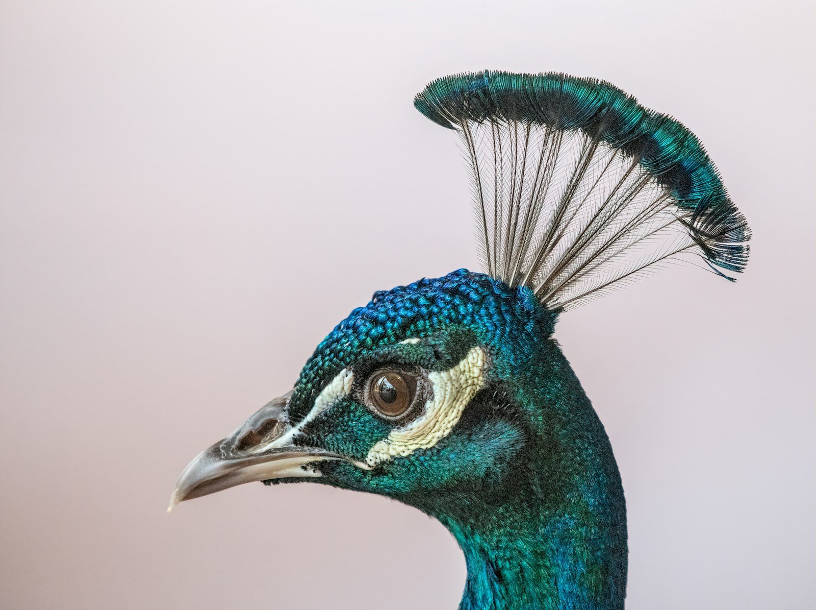 a close up of a peacock with a long tail